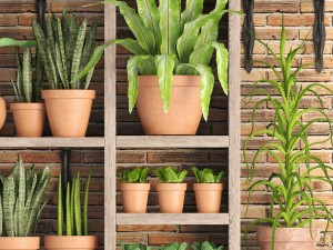 collection of plants in clay pots 3D Модель