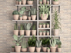 collection of plants in clay pots 3D Модель