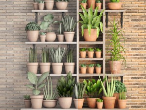 collection of plants in clay pots 3D Модель