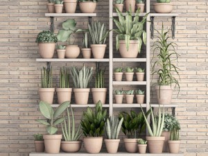 collection of plants in clay pots 3D Модель