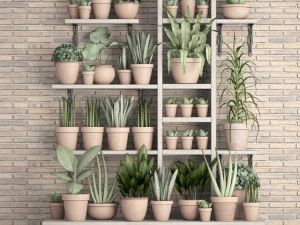 collection of plants in clay pots 3D Model