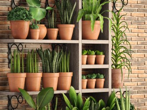 collection of plants in clay pots 3D Модель