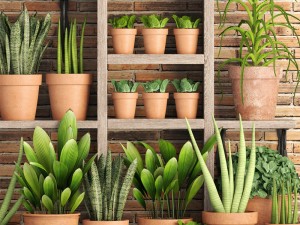 collection of plants in clay pots 3D Модель