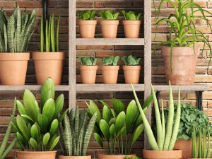 collection of plants in clay pots 3D Model