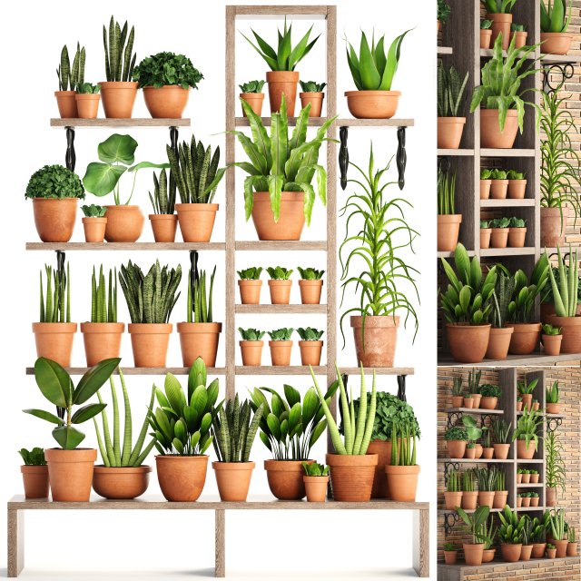 collection of plants in clay pots Model 3D .c4d .max .obj .3ds .fbx .stl .blend 