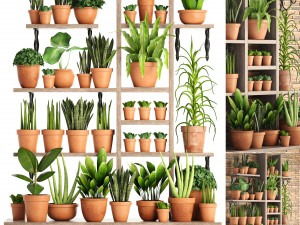 collection of plants in clay pots 3D Model