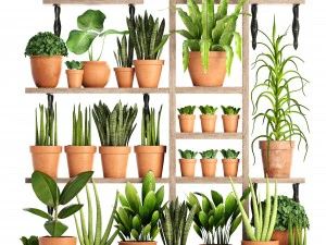 cole&ccedil;&atilde;o de plantas em vasos de barro Modelo 3D