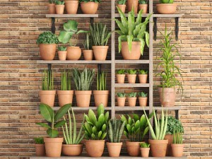 cole&ccedil;&atilde;o de plantas em vasos de barro Modelo 3D