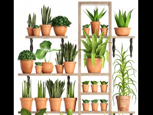 collection of plants in clay pots Model 3D