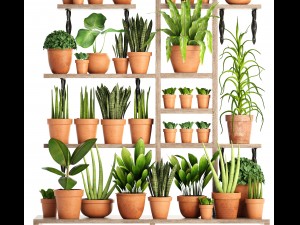 collection of plants in clay pots Model 3D
