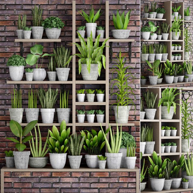 collection of plants in concrete pots 3D Model .c4d .max .obj .3ds .fbx .stl .blend 
