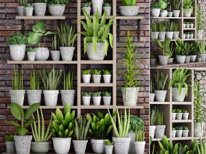 collection of plants in concrete pots 3D 모델
