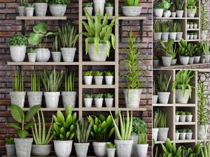 콘크리트 화분에 식물 수집 3D 모델