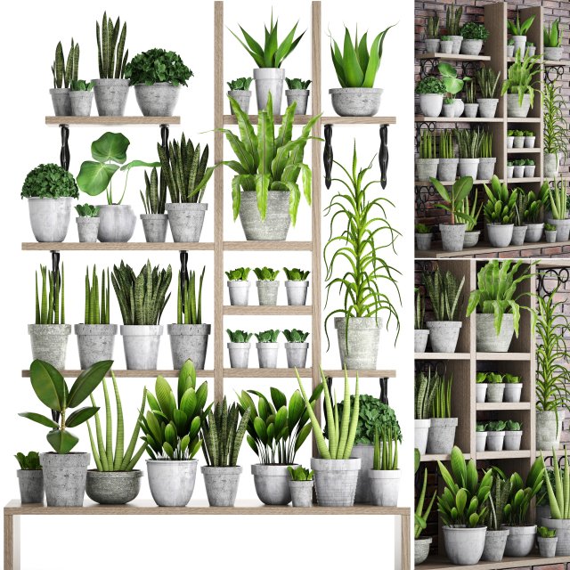 collection of plants in concrete pots 2 3D मॉडल .c4d .max .obj .3ds .fbx .stl .blend