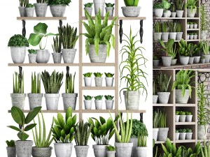 コンクリート鉢の中の植物のコレクション 2 3Dモデル