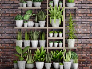 collection of plants in concrete pots 2 3D मॉडल