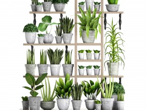 collection of plants in concrete pots 2 3D मॉडल