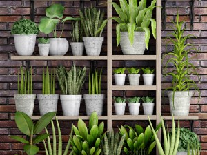 collection of plants in concrete pots 2 3D मॉडल