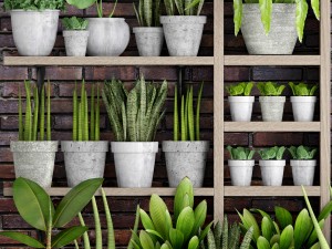 collection of plants in concrete pots 2 3D मॉडल