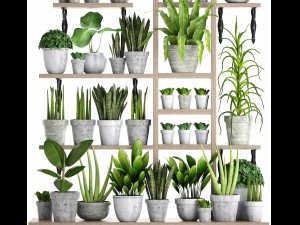 collection of plants in concrete pots 2 3D मॉडल