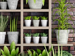 collection of plants in concrete pots 2 3D मॉडल