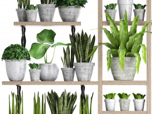 collection of plants in concrete pots 2 3D मॉडल