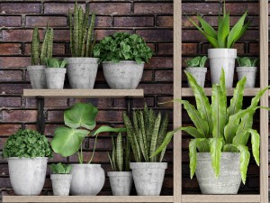 collection of plants in concrete pots 2 3D मॉडल