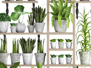 collection of plants in concrete pots 2 3D मॉडल