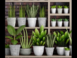 collection of plants in concrete pots 2 3D मॉडल