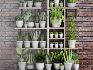 collection of plants in concrete pots 2 3D मॉडल