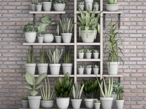 collection of plants in concrete pots 2 3D मॉडल