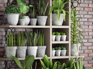 collection of plants in concrete pots 2 3D मॉडल