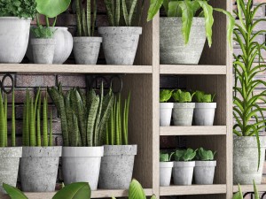 collection of plants in concrete pots 2 3D मॉडल