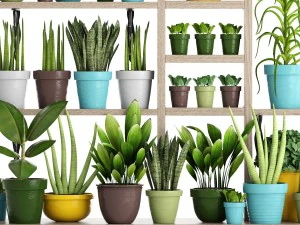 picking plants in pots 3D Model