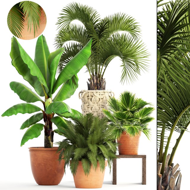 collection of plants Modello 3D .c4d .max .obj .3ds .fbx .stl .blend 