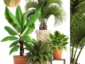 collection of plants Modèle 3D