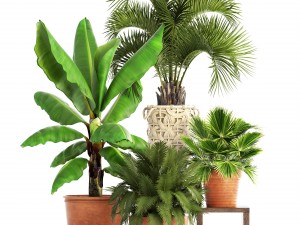 collection of plants Modello 3D