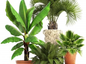 collection of plants Modello 3D