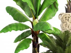 collection of plants Modello 3D