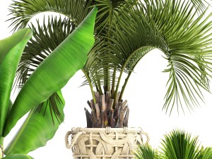 collection of plants Modello 3D