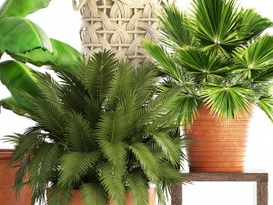 collection of plants Modello 3D