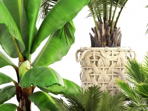 collection of plants Modello 3D