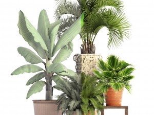 collection of plants Modello 3D