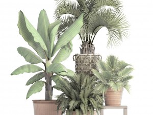 collection of plants Modello 3D