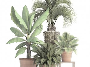 collection of plants Modello 3D