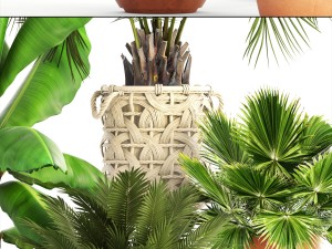 collection of plants Modello 3D