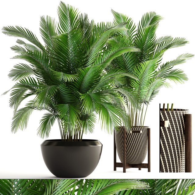collection of plants areca palm 3D Model .c4d .max .obj .3ds .fbx .stl .blend 