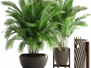 collection of plants areca palm Model 3D