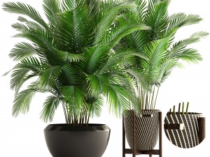 collection of plants areca palm 3D Model