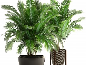 collection of plants areca palm 3D Model